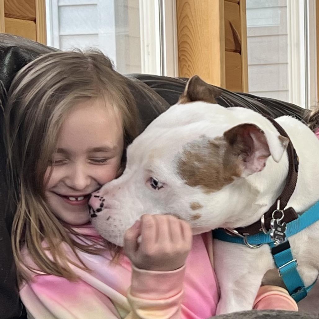 Keller, a Adoptable Pit Bull Terrier in Chicago, IL image 3/4