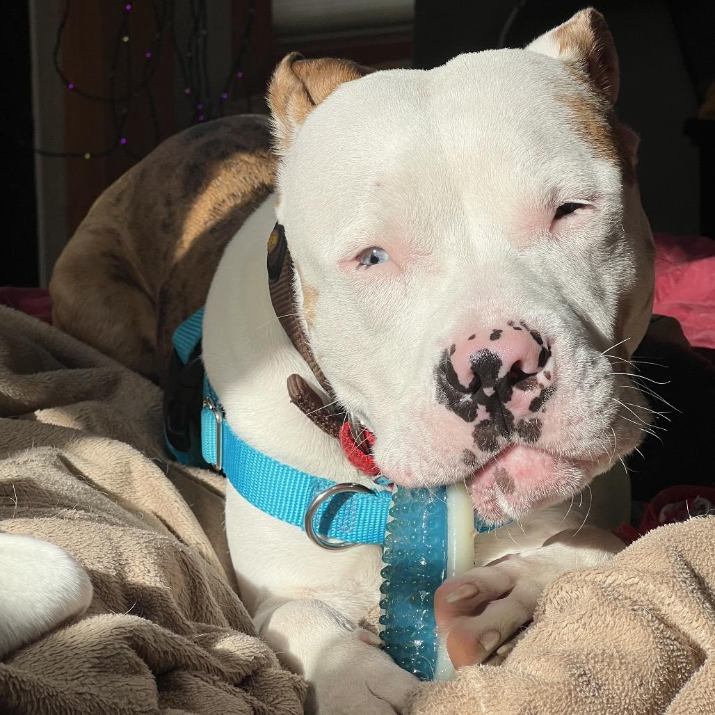 Keller, a Adoptable Pit Bull Terrier in Chicago, IL image 4/4