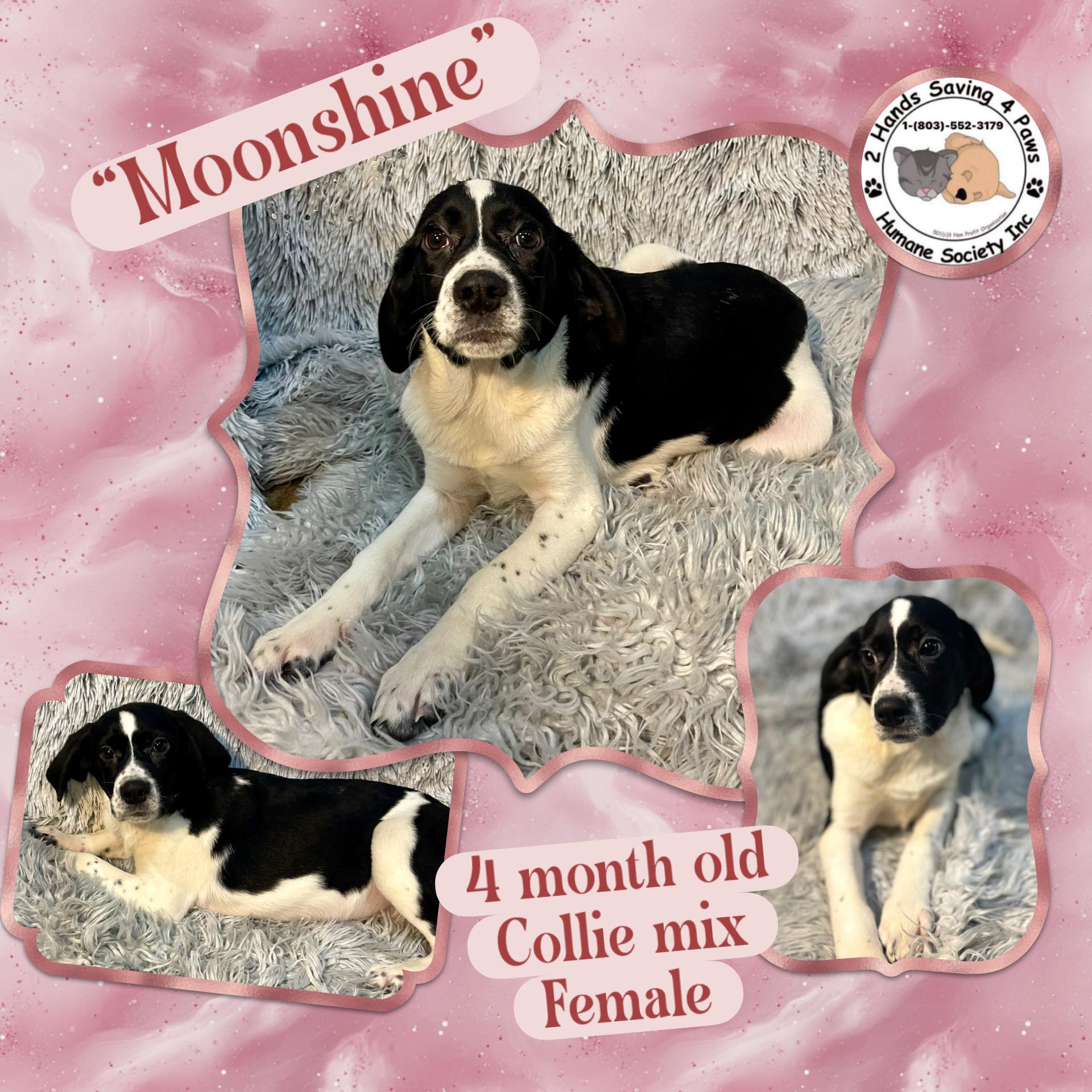 Enlarge Moonshine , a ADOPTABLE mixed breed in Totowa, NJ image 1/2