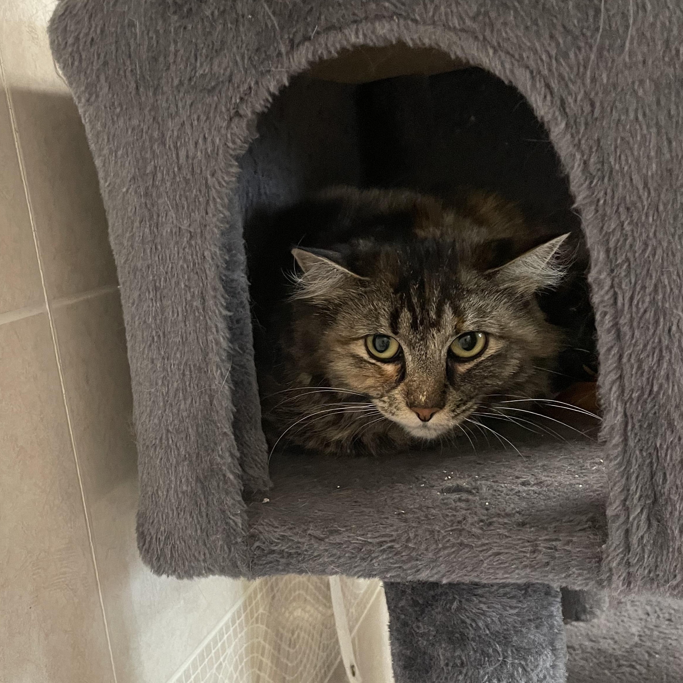 Enlarge Honey, a Adoptable Domestic Medium Hair in North Kingstown, RI image 2/5