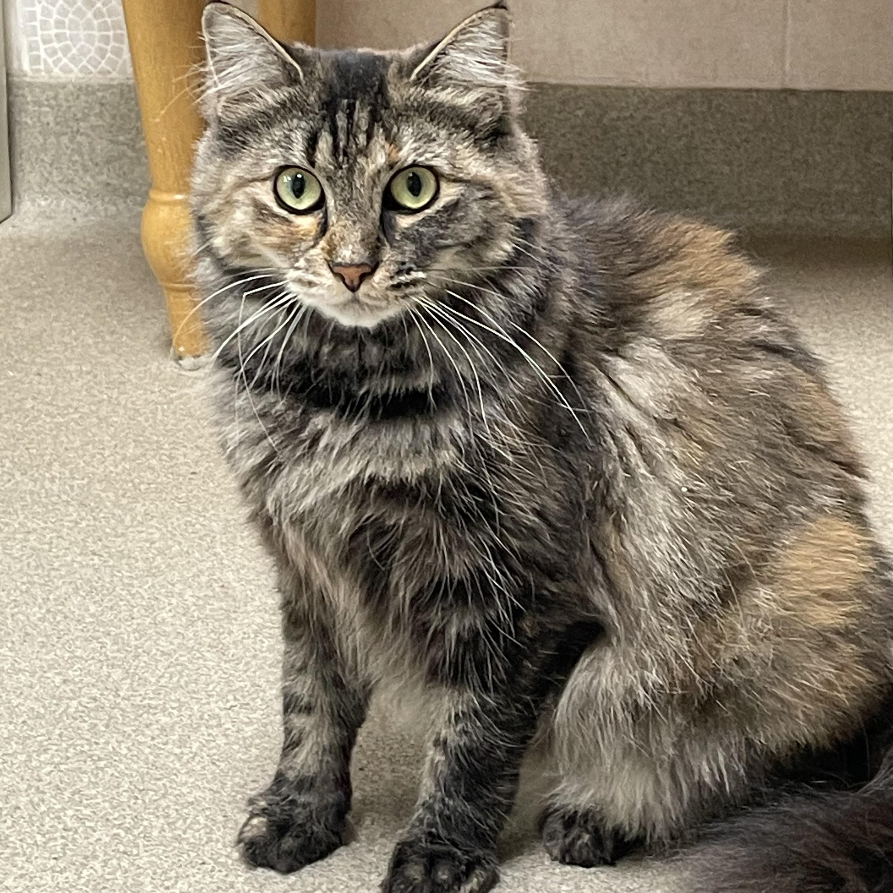 Honey, Adoptable, Young Female Domestic Medium Hair.