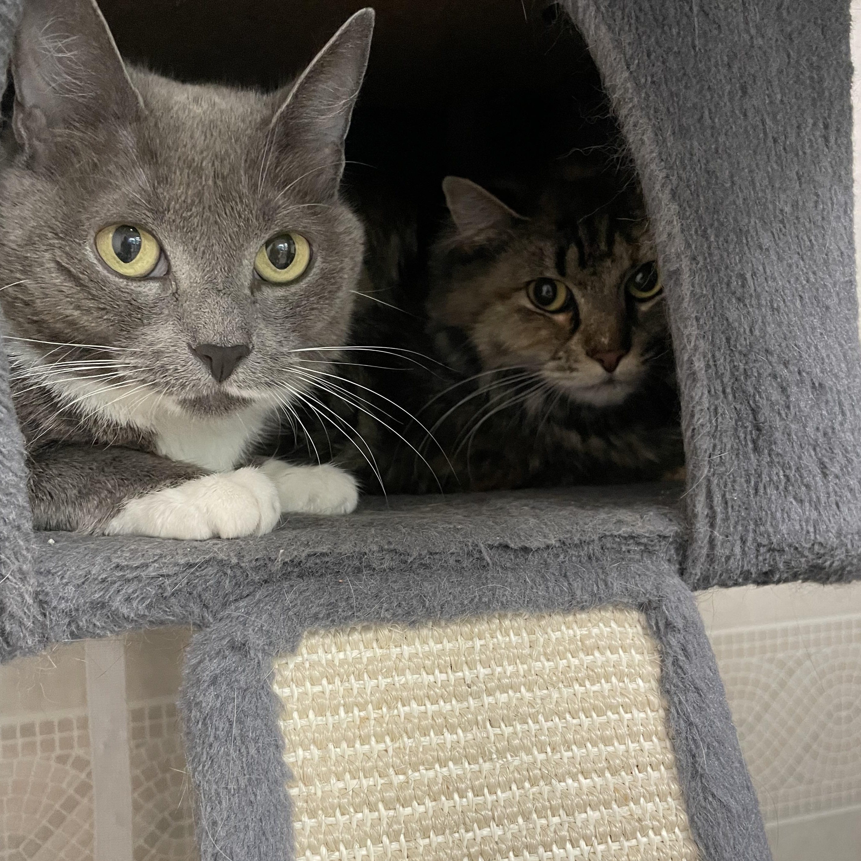 Enlarge Honey, a Adoptable Domestic Medium Hair in North Kingstown, RI image 4/5