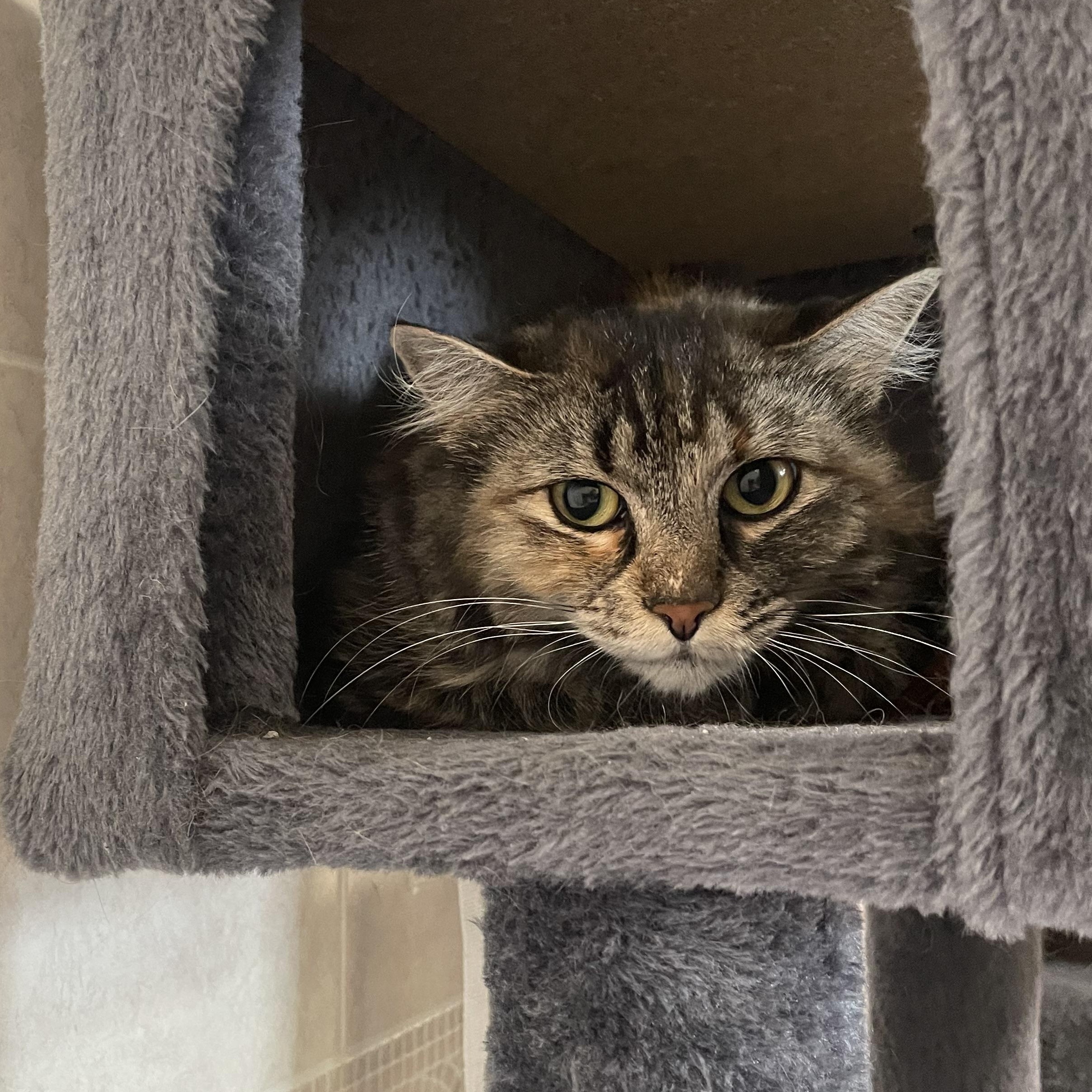 Enlarge Honey, a Adoptable Domestic Medium Hair in North Kingstown, RI image 5/5
