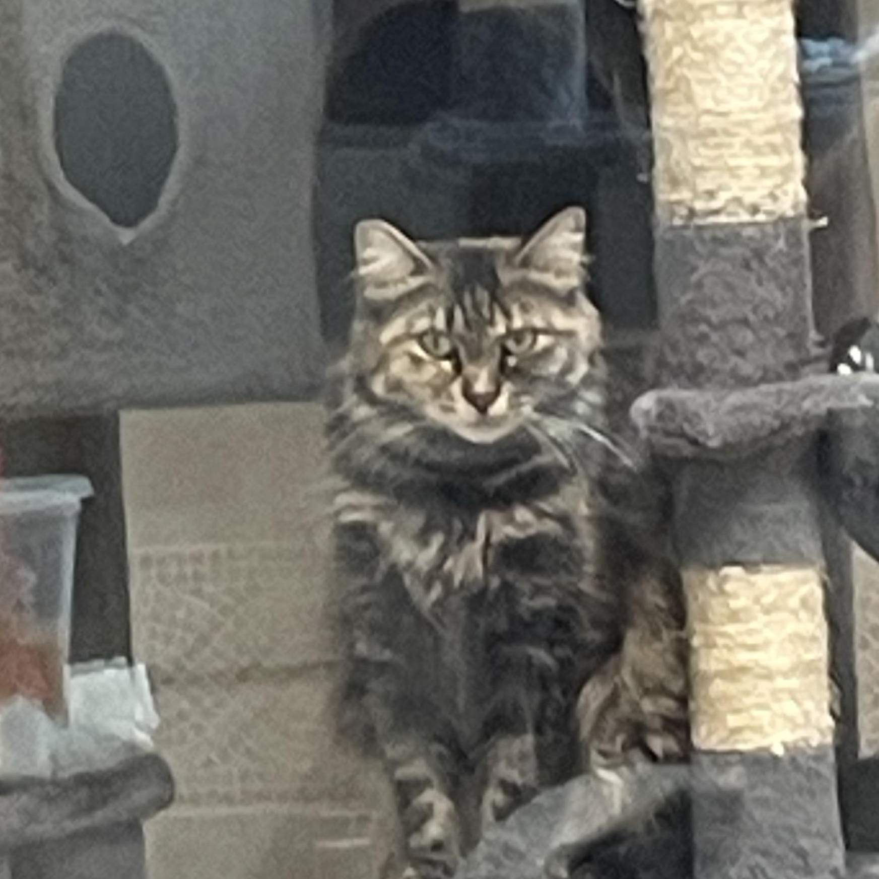 Enlarge Honey, a Adoptable Domestic Medium Hair in North Kingstown, RI image 1/5