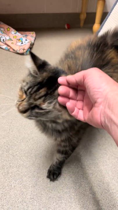 Enlarge Honey, a Adoptable Domestic Medium Hair in North Kingstown, RI video 2/5