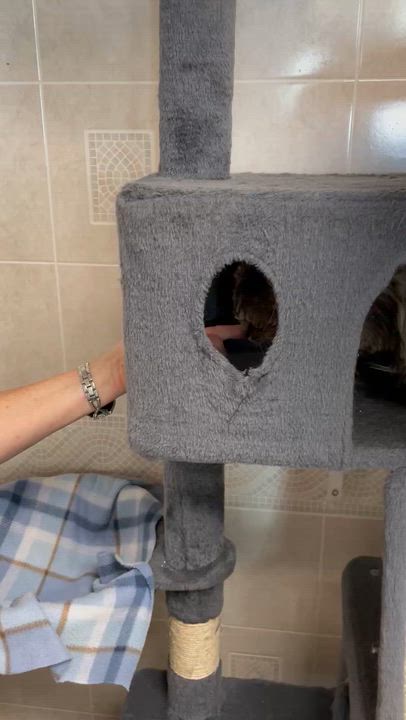 Enlarge Honey, a Adoptable Domestic Medium Hair in North Kingstown, RI video 3/5