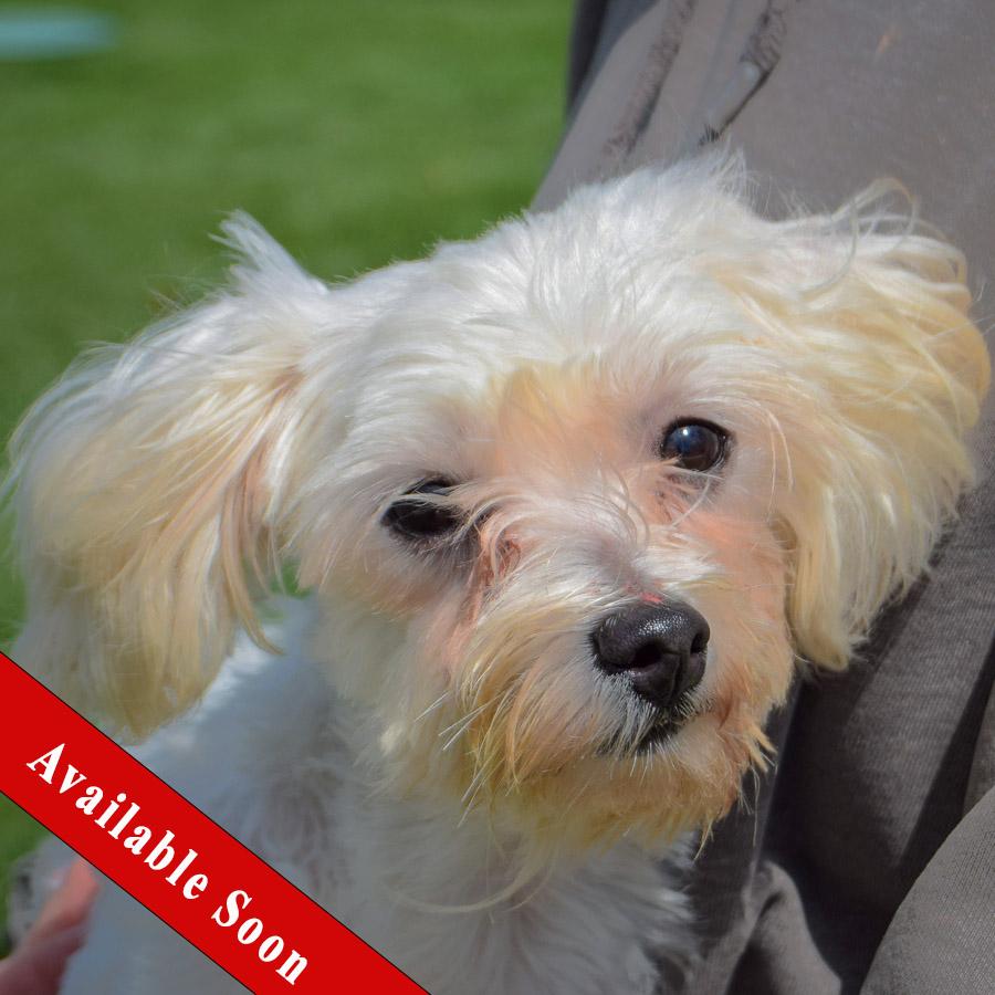 Titi, Adopted, Young Female Maltese.