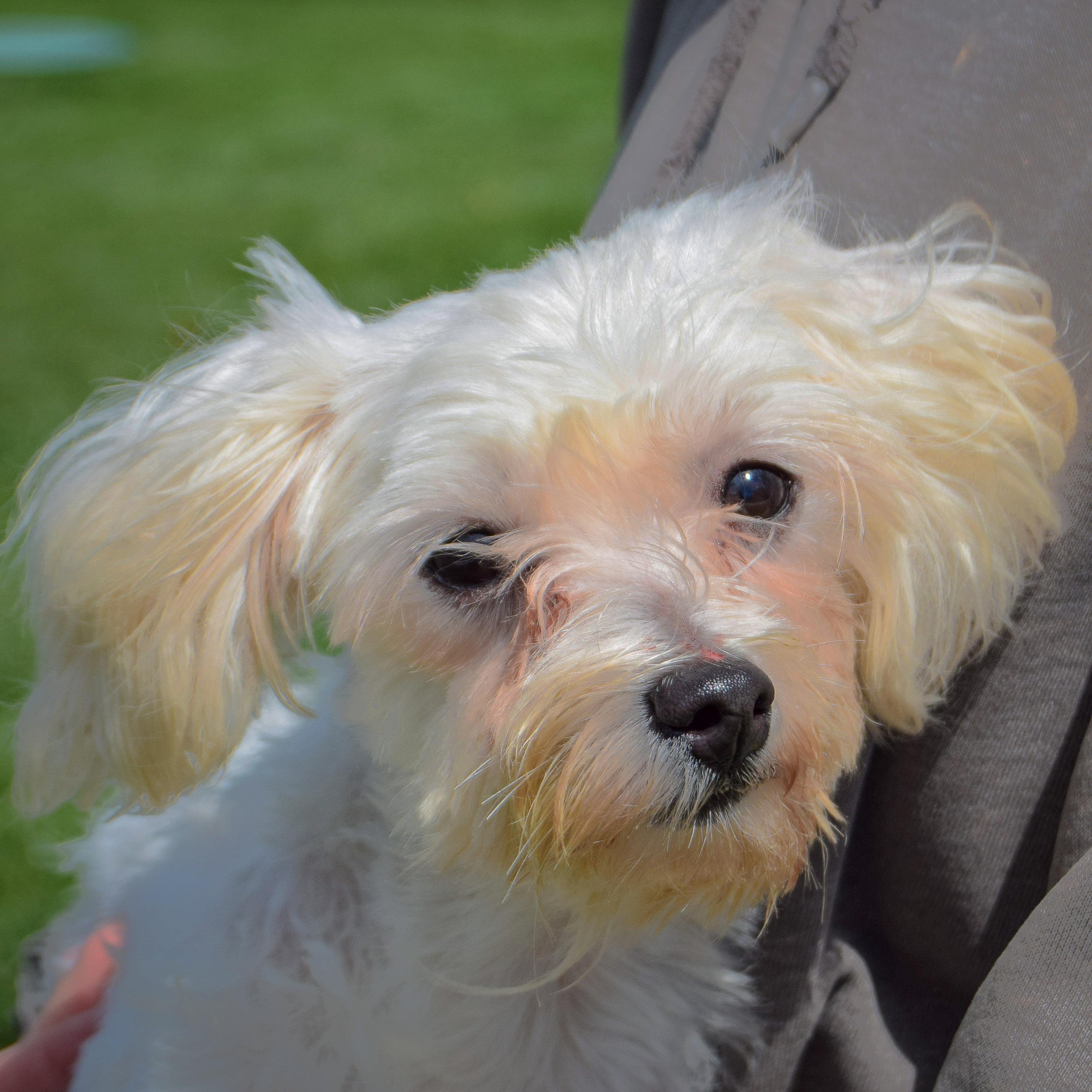 Enlarge Titi, a Adopted mixed breed in Huntley, IL image 5/5