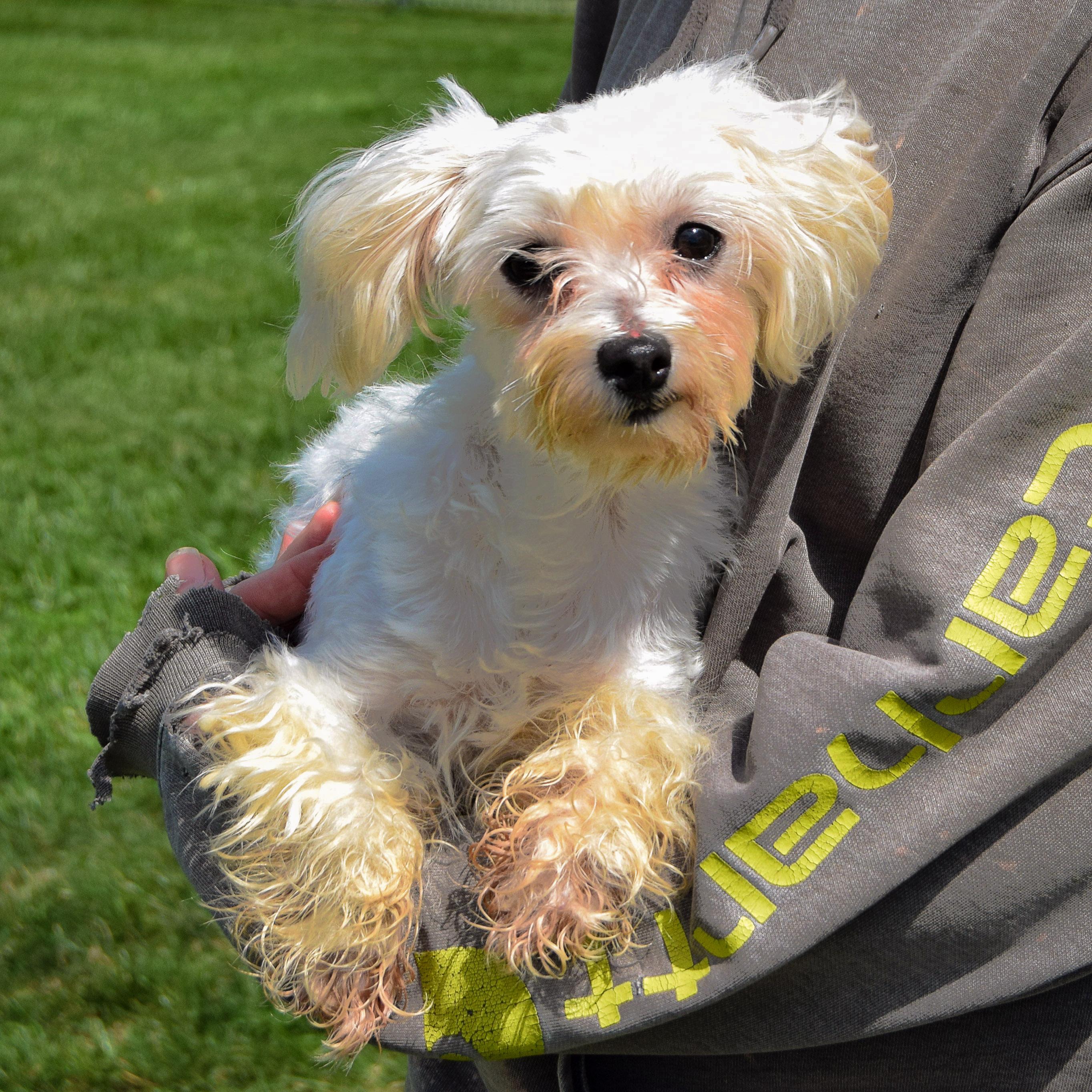 Enlarge Titi, a Adopted mixed breed in Huntley, IL image 3/5