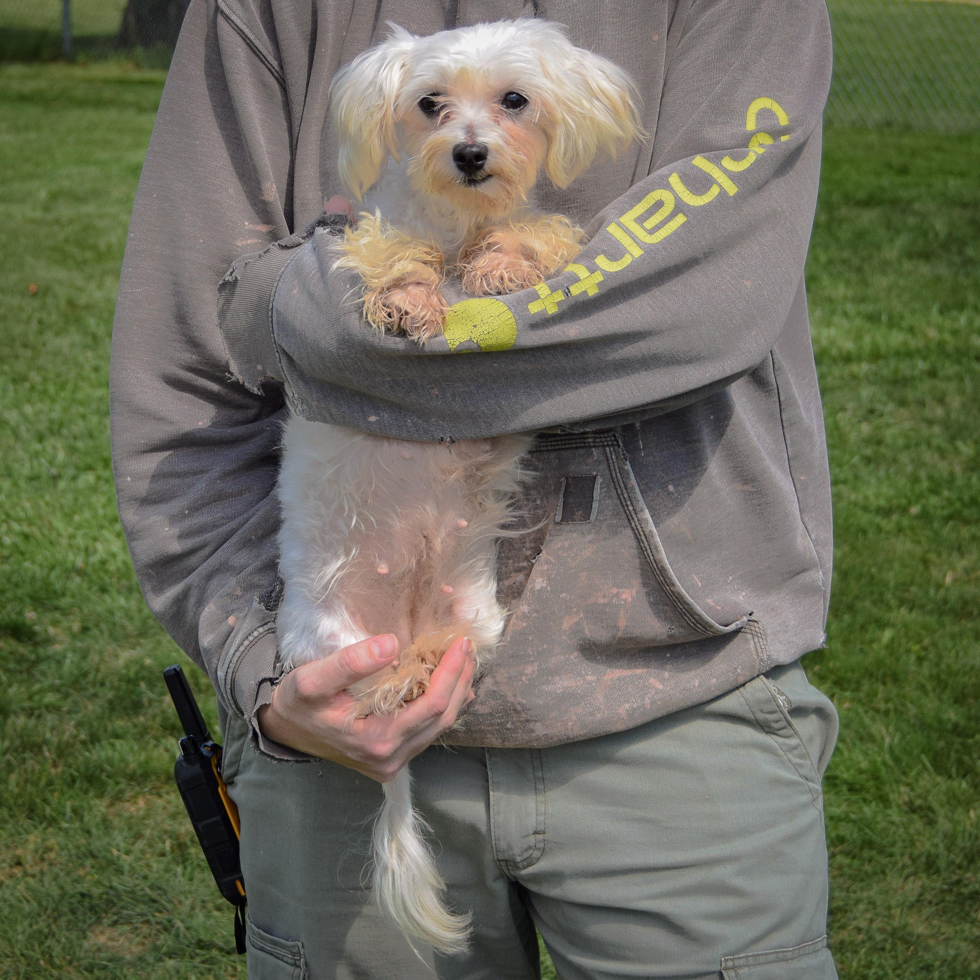 Enlarge Titi, a Adopted mixed breed in Huntley, IL image 4/5