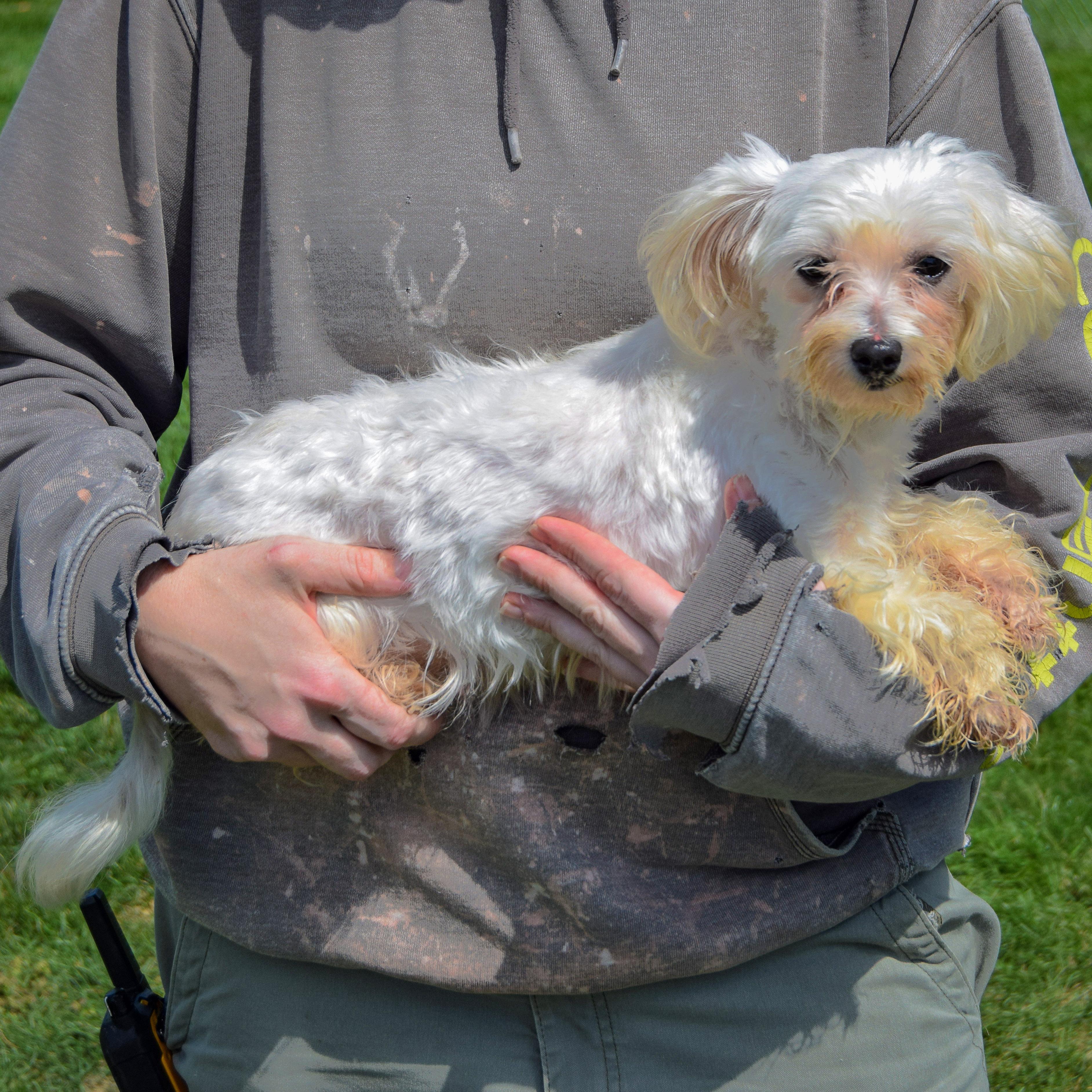 Enlarge Titi, a Adopted mixed breed in Huntley, IL image 2/5