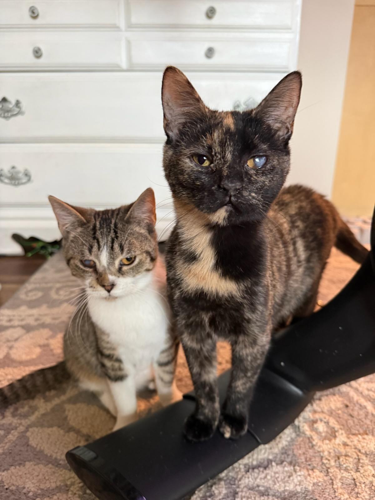 Enlarge Mojo, a Adoptable mixed breed in Howell, MI image 4/4