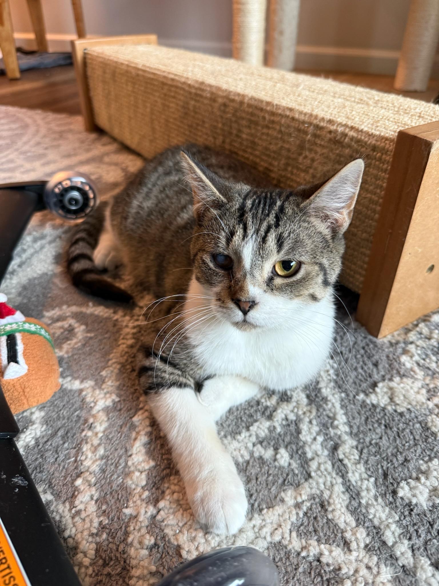 Enlarge Mojo, a Adoptable mixed breed in Howell, MI image 2/4