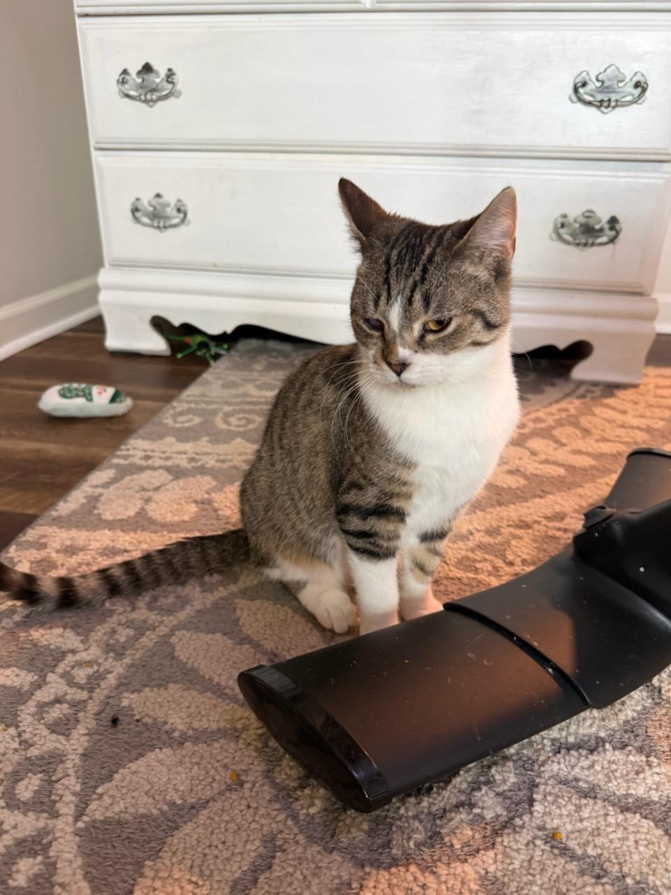 Mojo, Adoptable, Kitten Male Tiger & Domestic Short Hair.