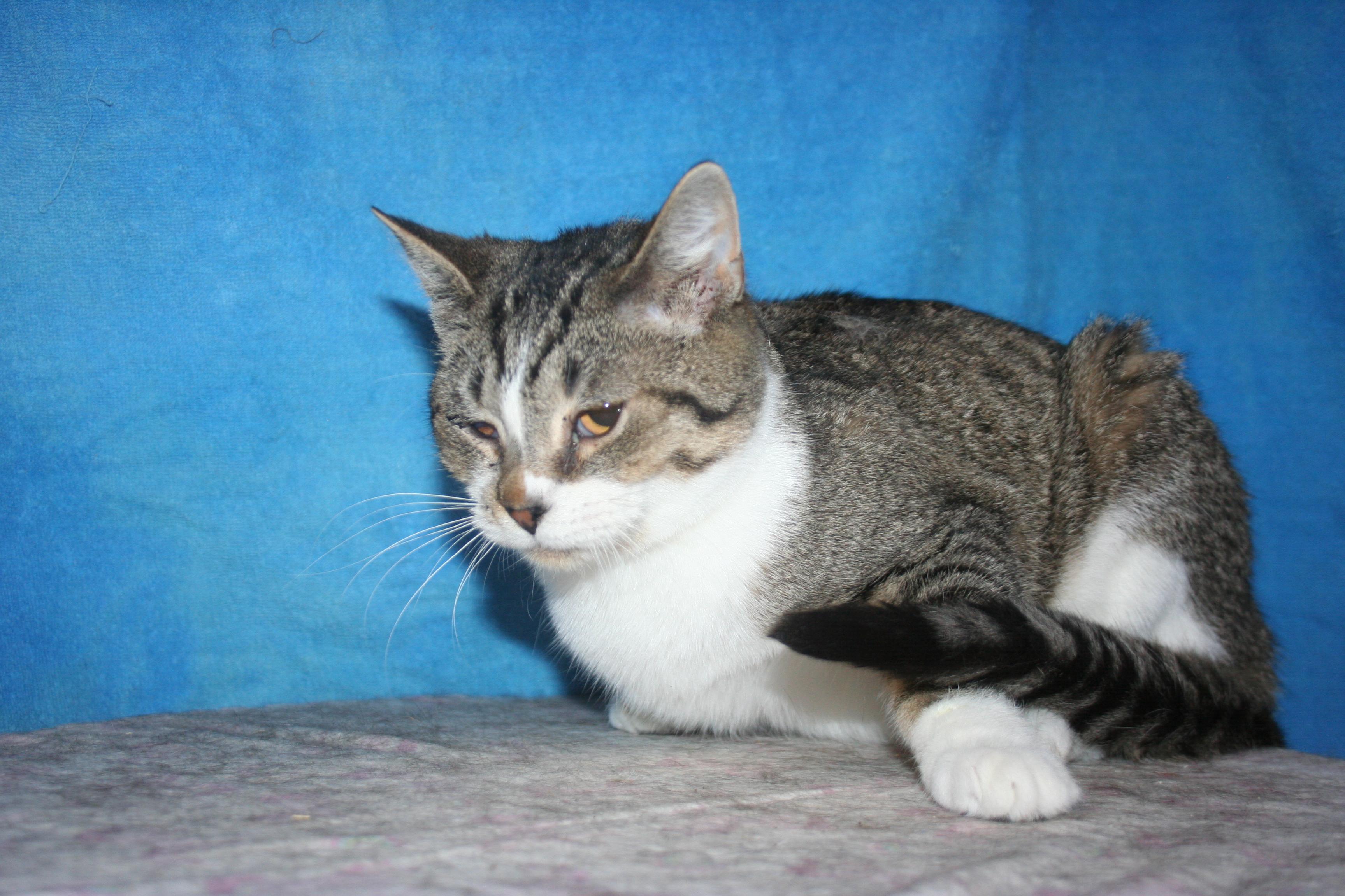 Enlarge Mojo, an adopted mixed breed in Howell, MI image 6/6