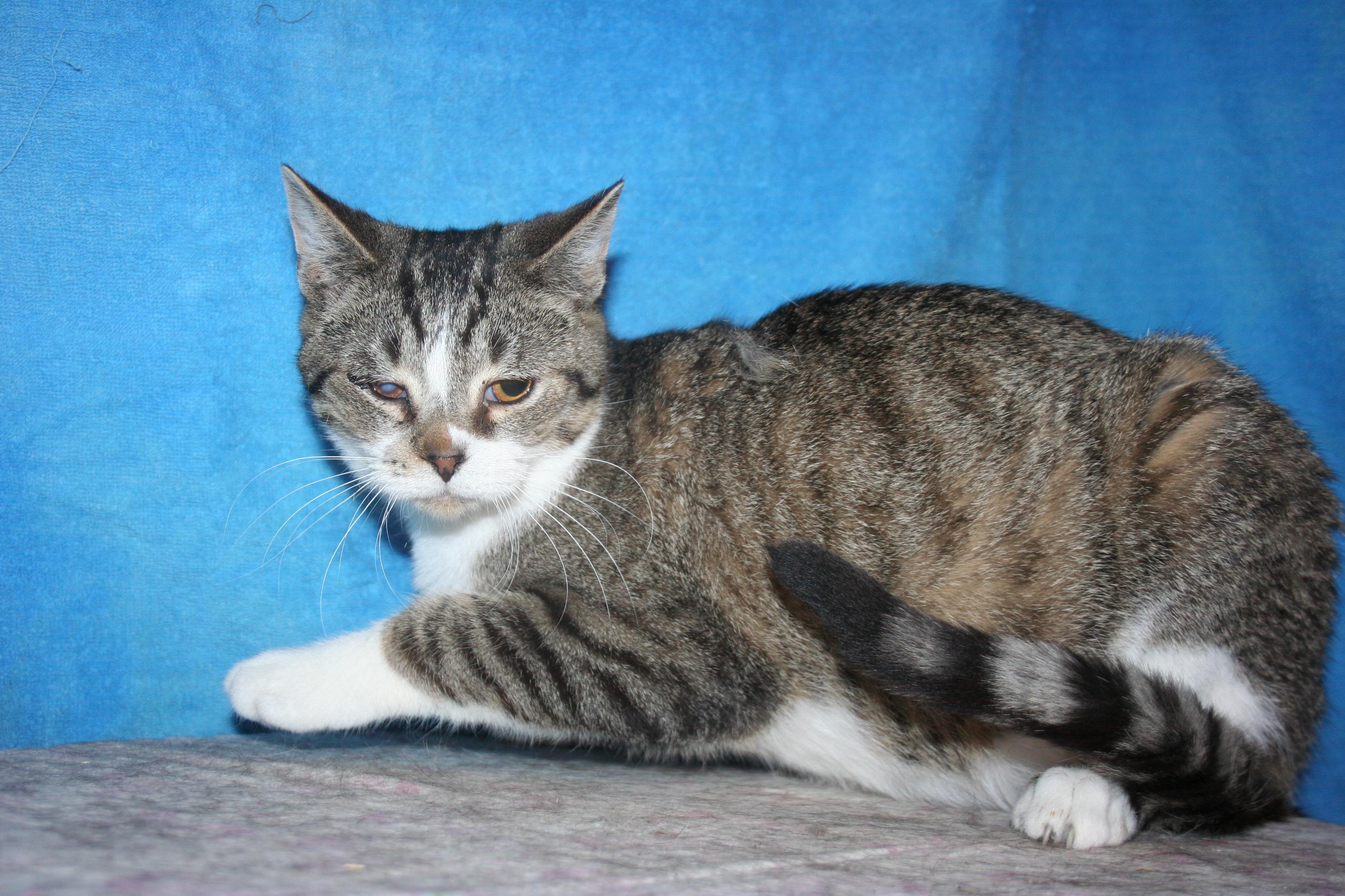 Enlarge Mojo, an adopted mixed breed in Howell, MI image 1/6