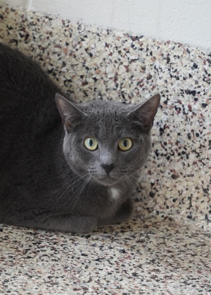 Remington 62837, Adoptable, Adult Male Domestic Short Hair & Domestic Short Hair.