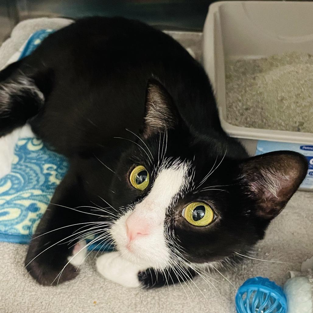 Enlarge Zelda, a Adoptable Domestic Short Hair in Columbia Station, OH image 1/6