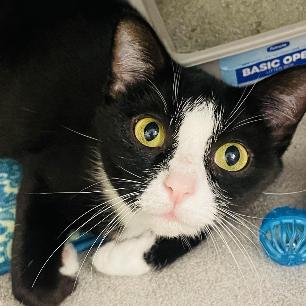 Enlarge Zelda, a Adoptable Domestic Short Hair in Columbia Station, OH image 2/6