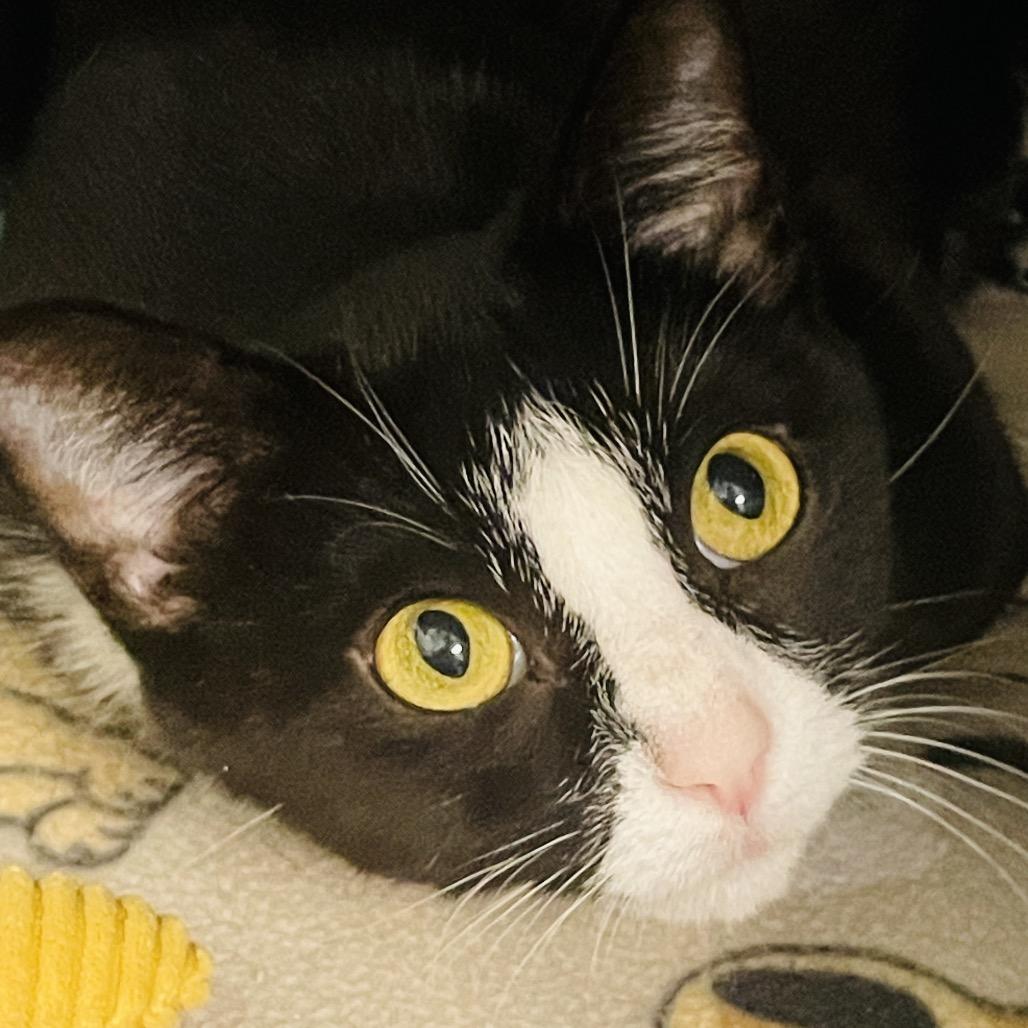 Enlarge Zelda, a Adoptable Domestic Short Hair in Columbia Station, OH image 3/6