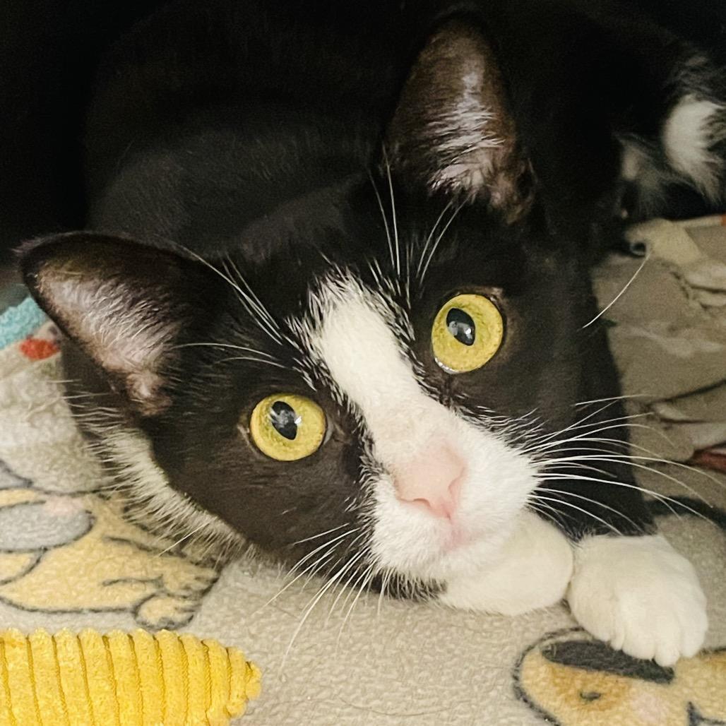 Enlarge Zelda, a Adoptable Domestic Short Hair in Columbia Station, OH image 4/6