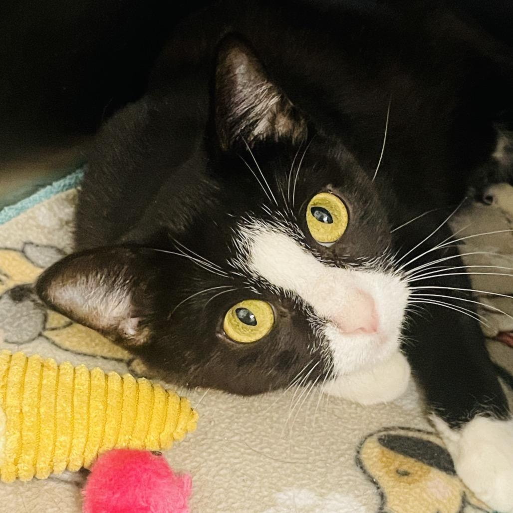 Enlarge Zelda, a Adoptable Domestic Short Hair in Columbia Station, OH image 5/6
