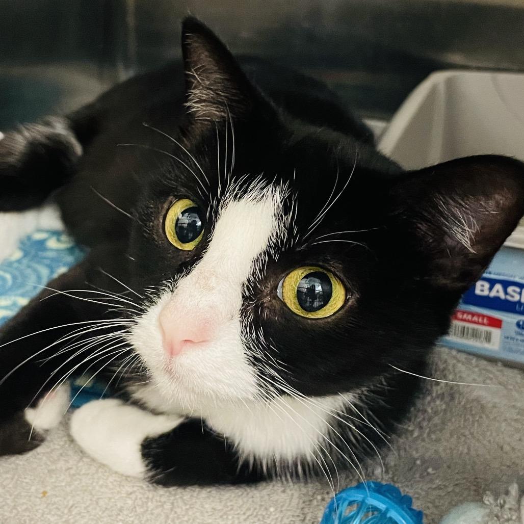 Enlarge Zelda, a Adoptable Domestic Short Hair in Columbia Station, OH image 6/6