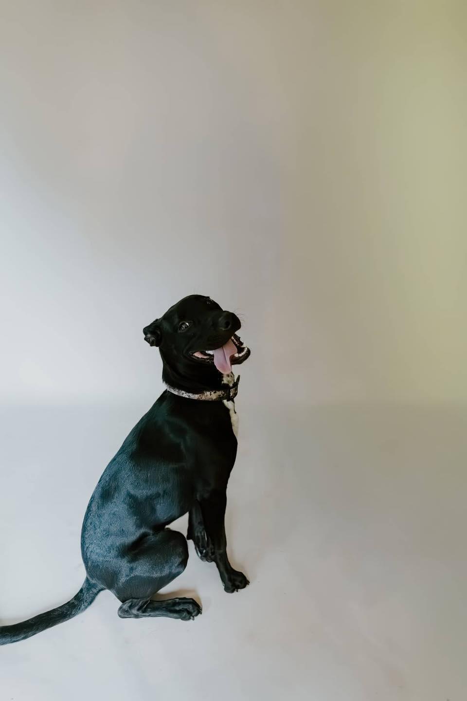 Enlarge Conrad, an adopted mixed breed in Oklahoma City, OK image 1/6