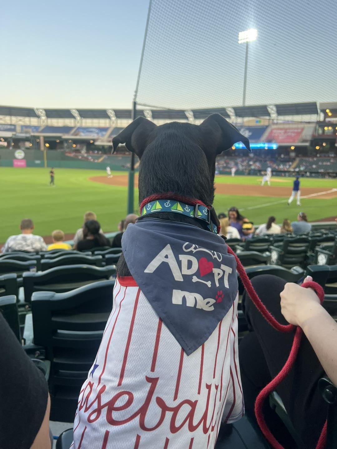 Enlarge Conrad, an adopted mixed breed in Oklahoma City, OK image 5/6