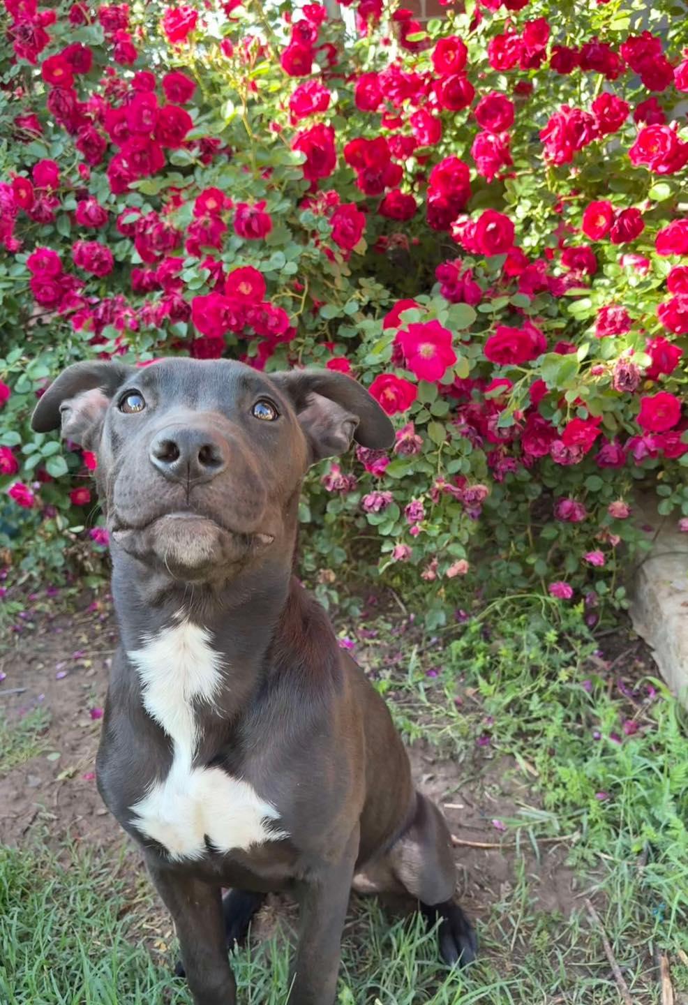 Enlarge Conrad, an adopted mixed breed in Oklahoma City, OK image 6/6