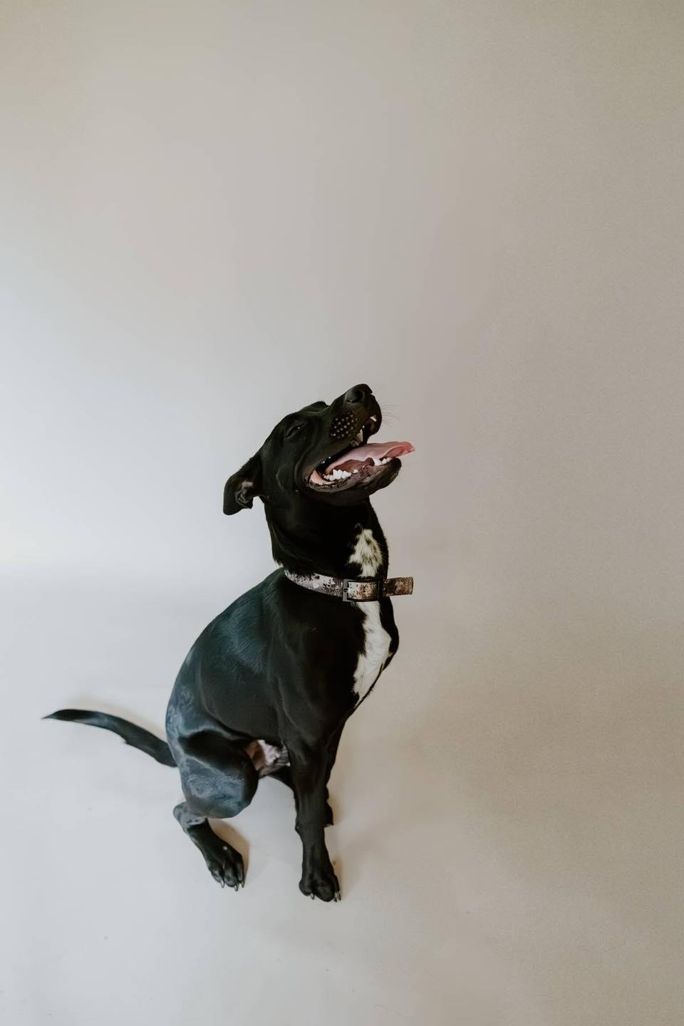 Enlarge Conrad, an adopted mixed breed in Oklahoma City, OK image 4/6