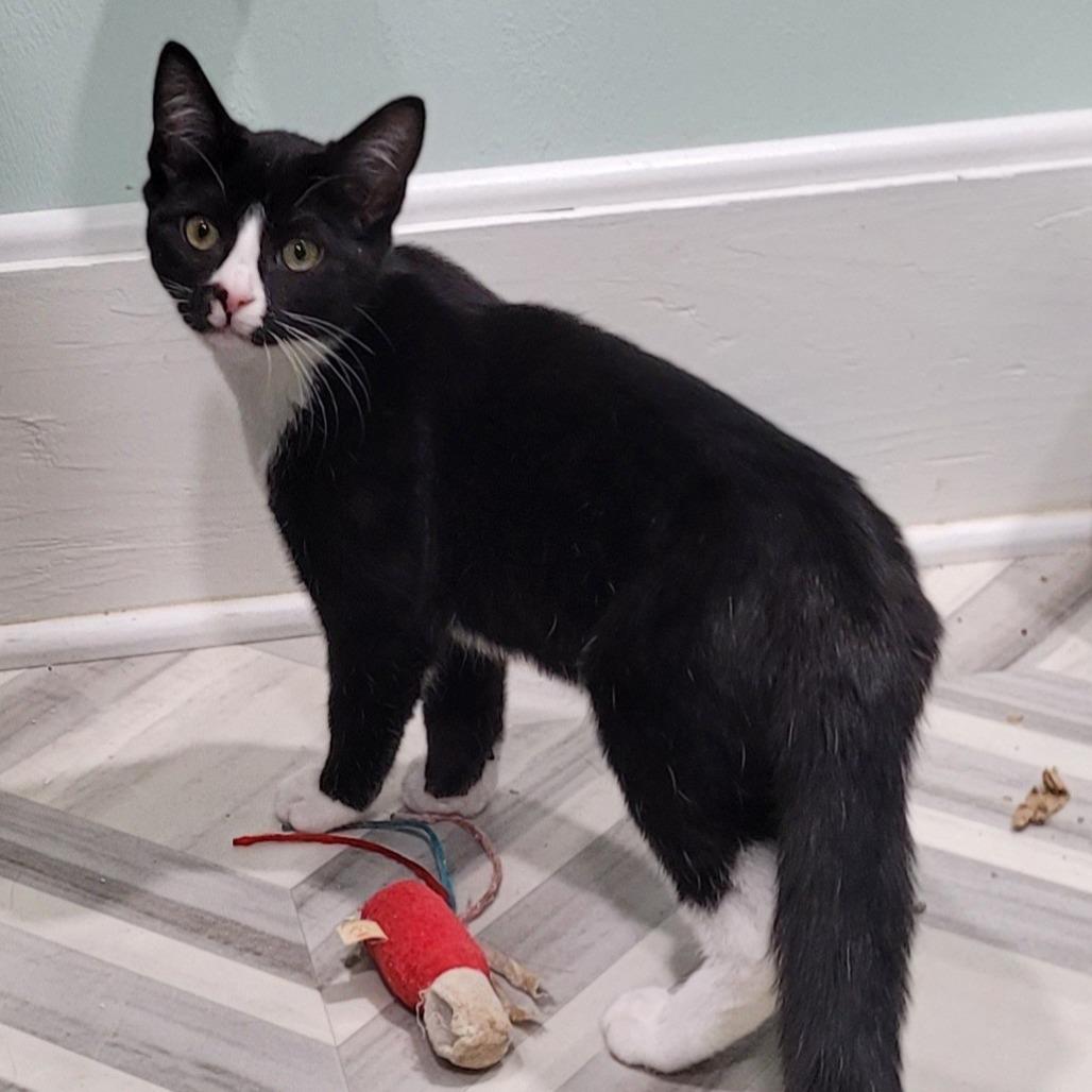 Enlarge Maple, a Adoptable Domestic Short Hair in Coos Bay, OR image 2/3