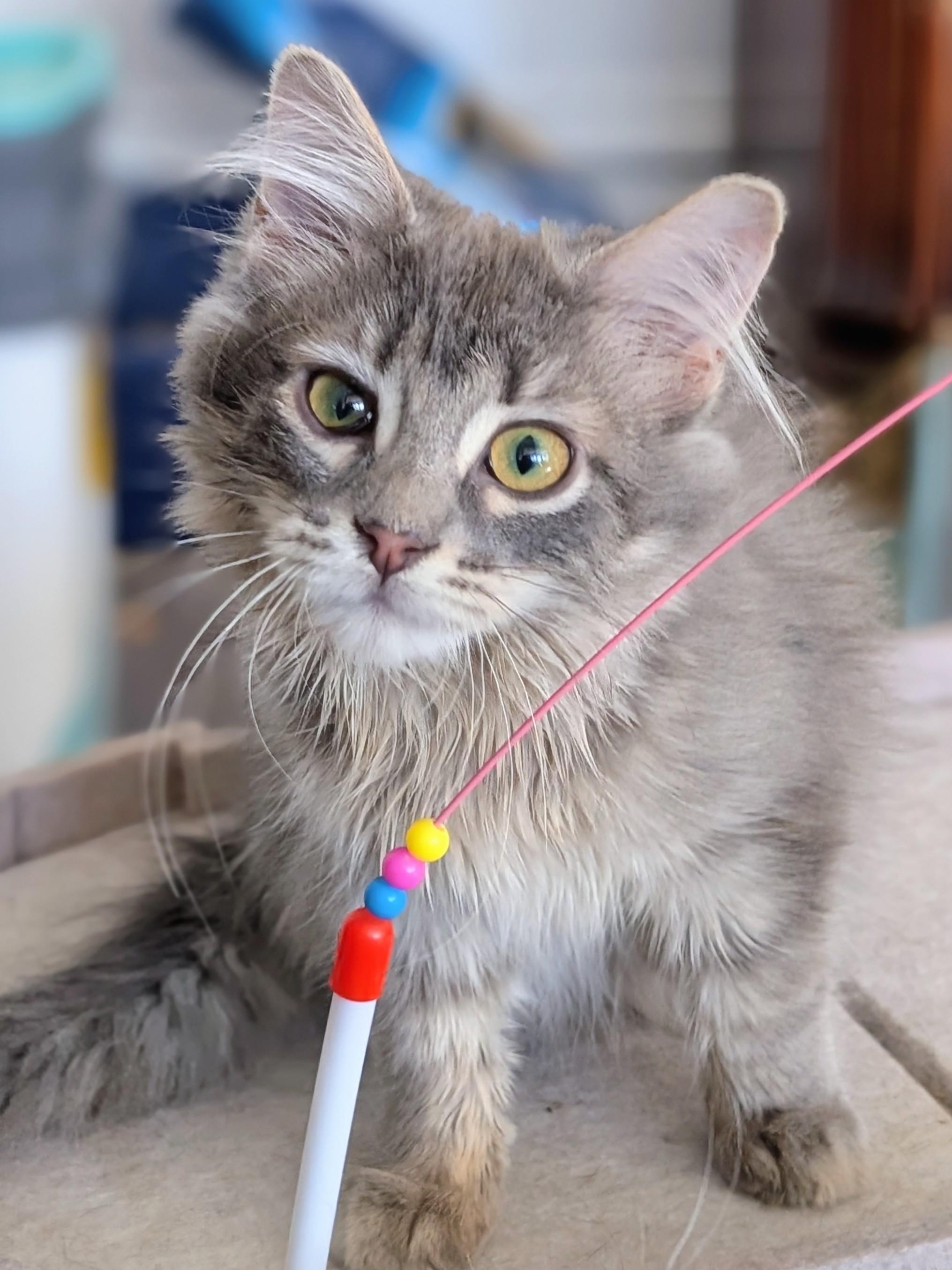 Chopsticks, Adoptable, Kitten Male Domestic Medium Hair.