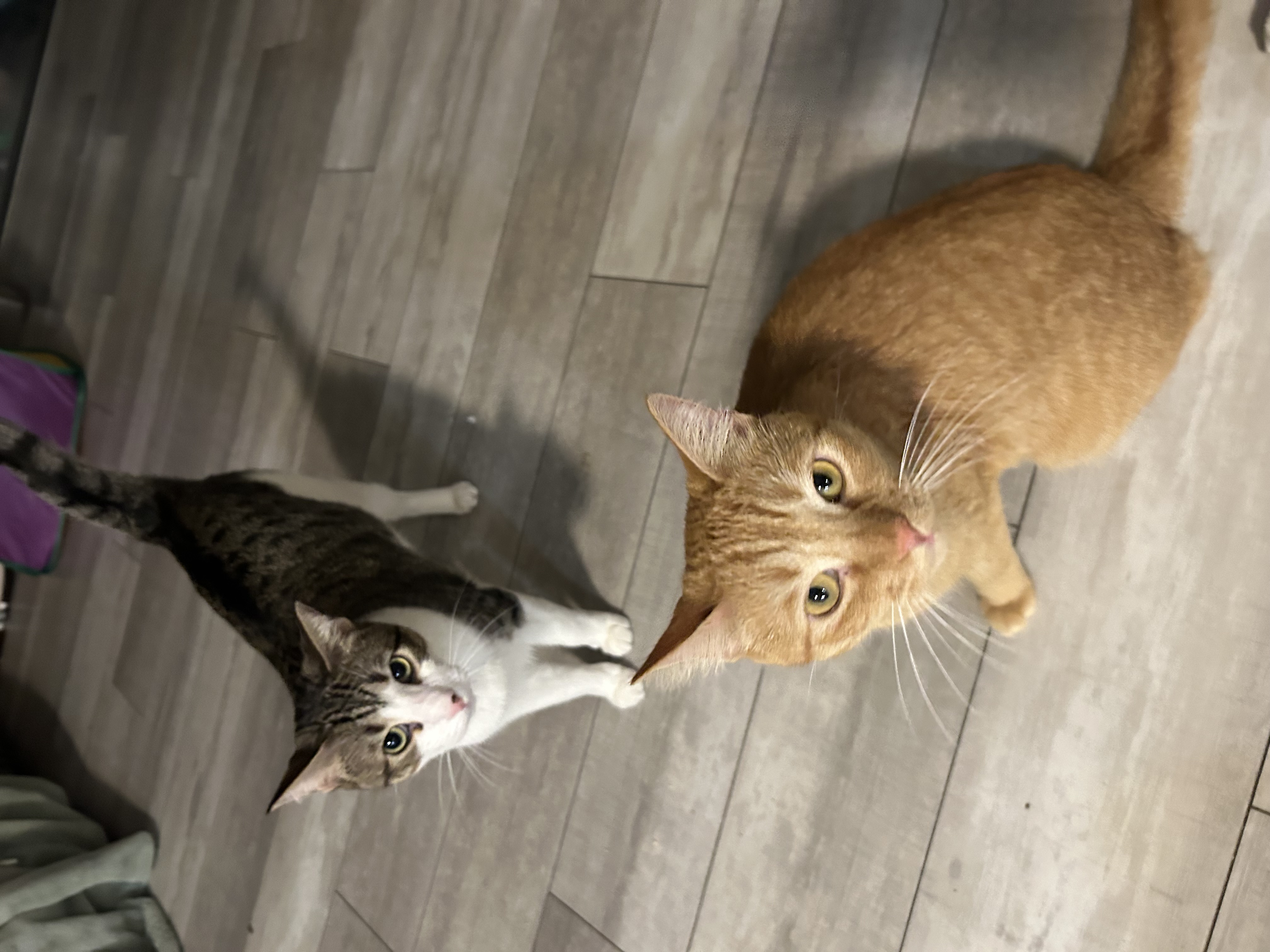 Finn & Murphy, Adoptable, Adult Male Domestic Short Hair.