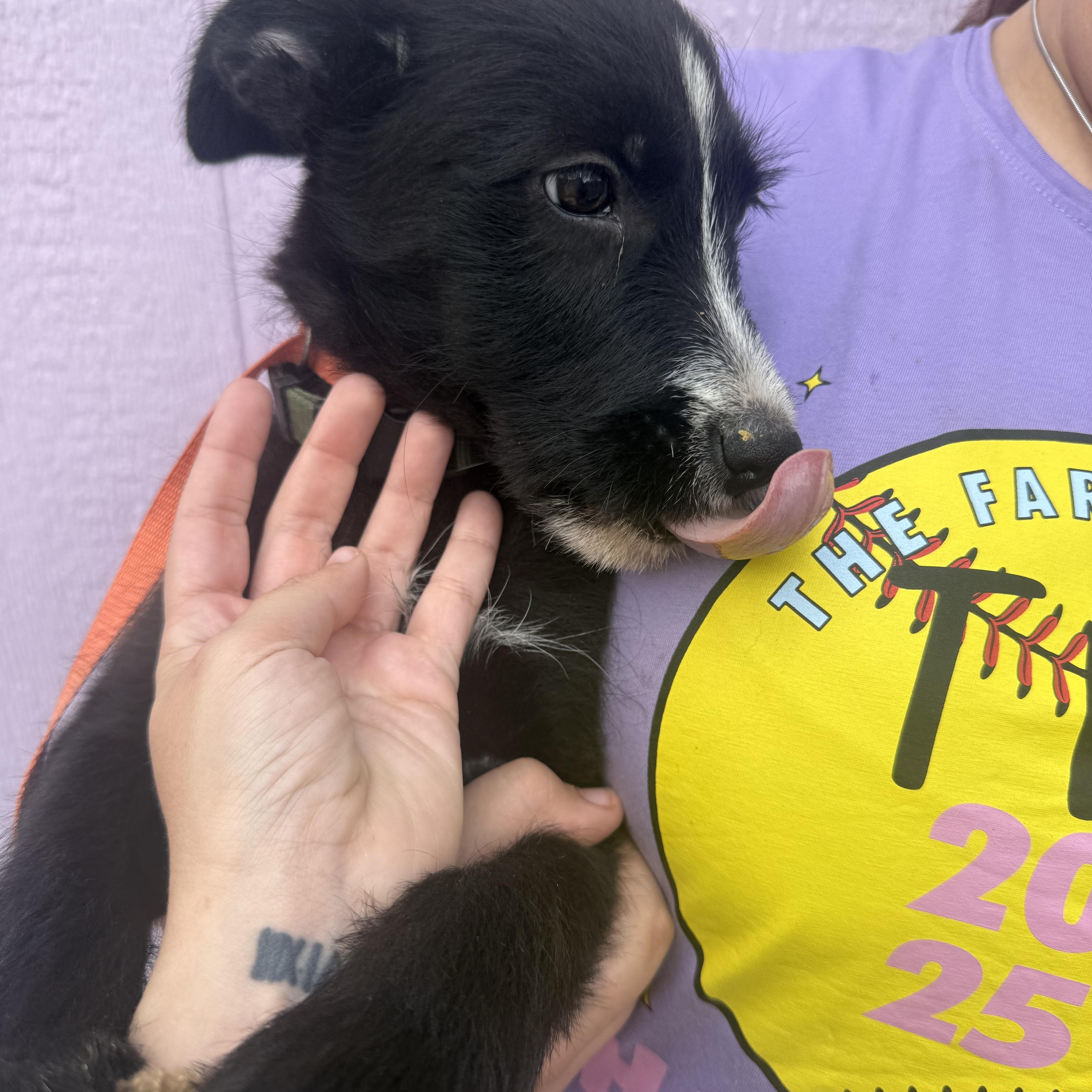 Enlarge Loki, a Adoptable Wirehaired Terrier in Spring, TX image 3/3
