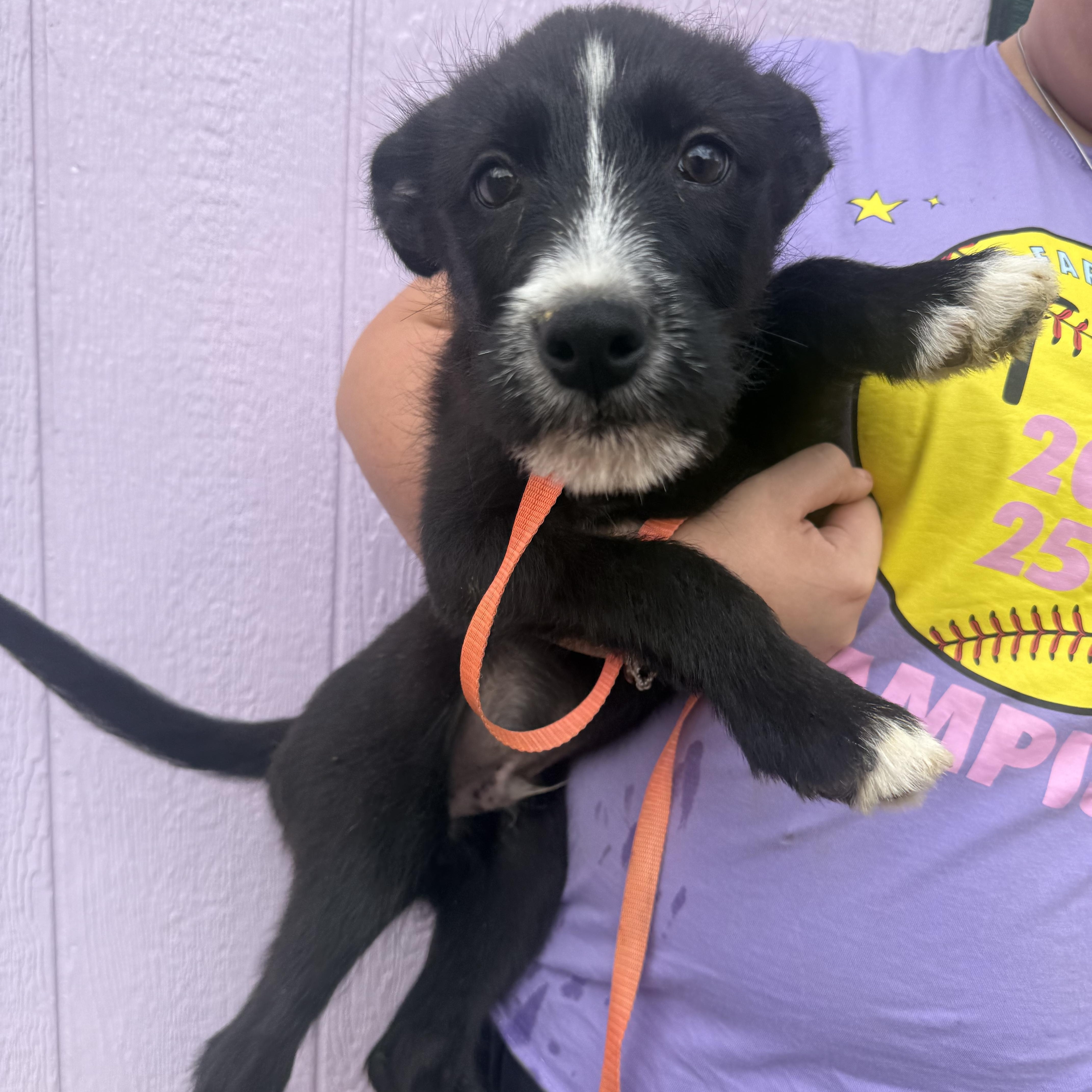 Enlarge Loki, a Adoptable Wirehaired Terrier in Spring, TX image 1/3