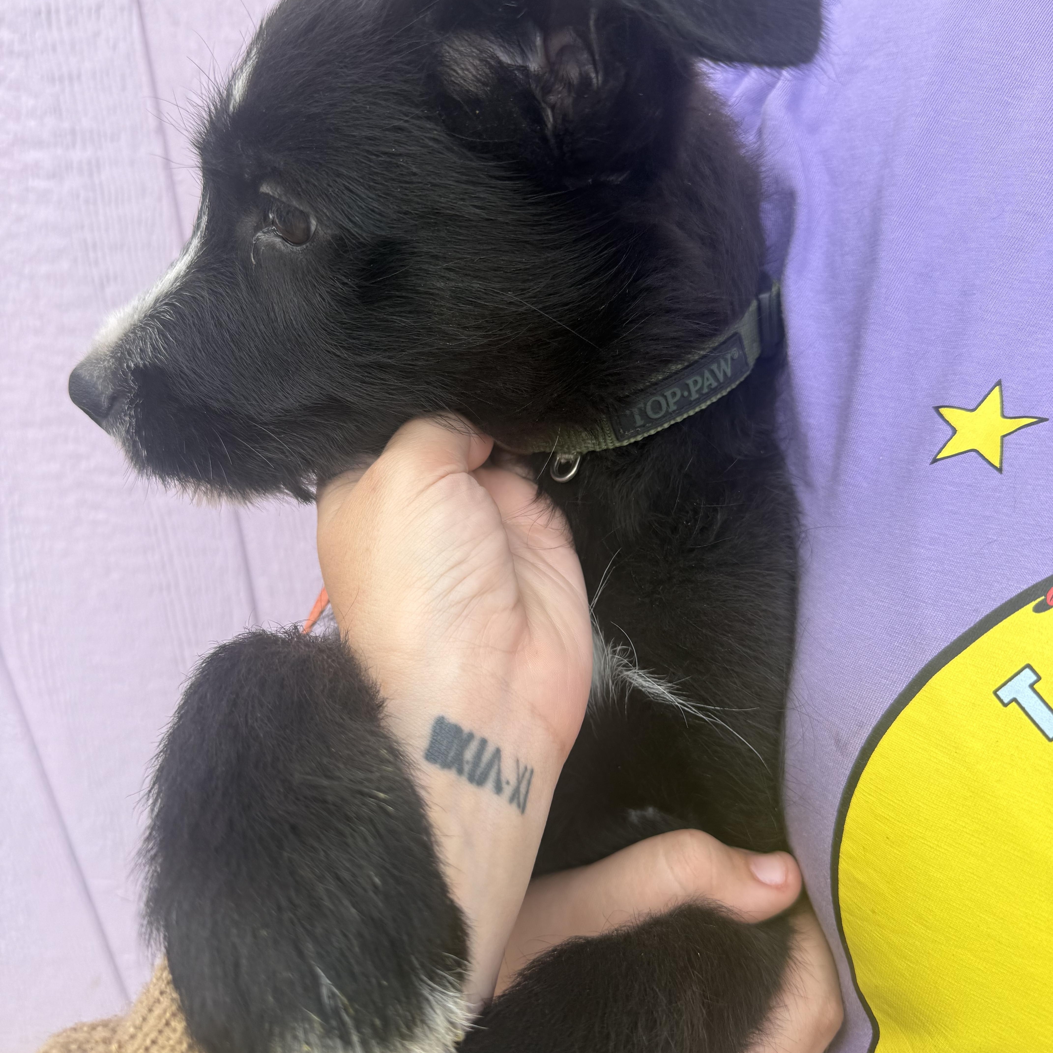 Enlarge Loki, a Adoptable Wirehaired Terrier in Spring, TX image 2/3