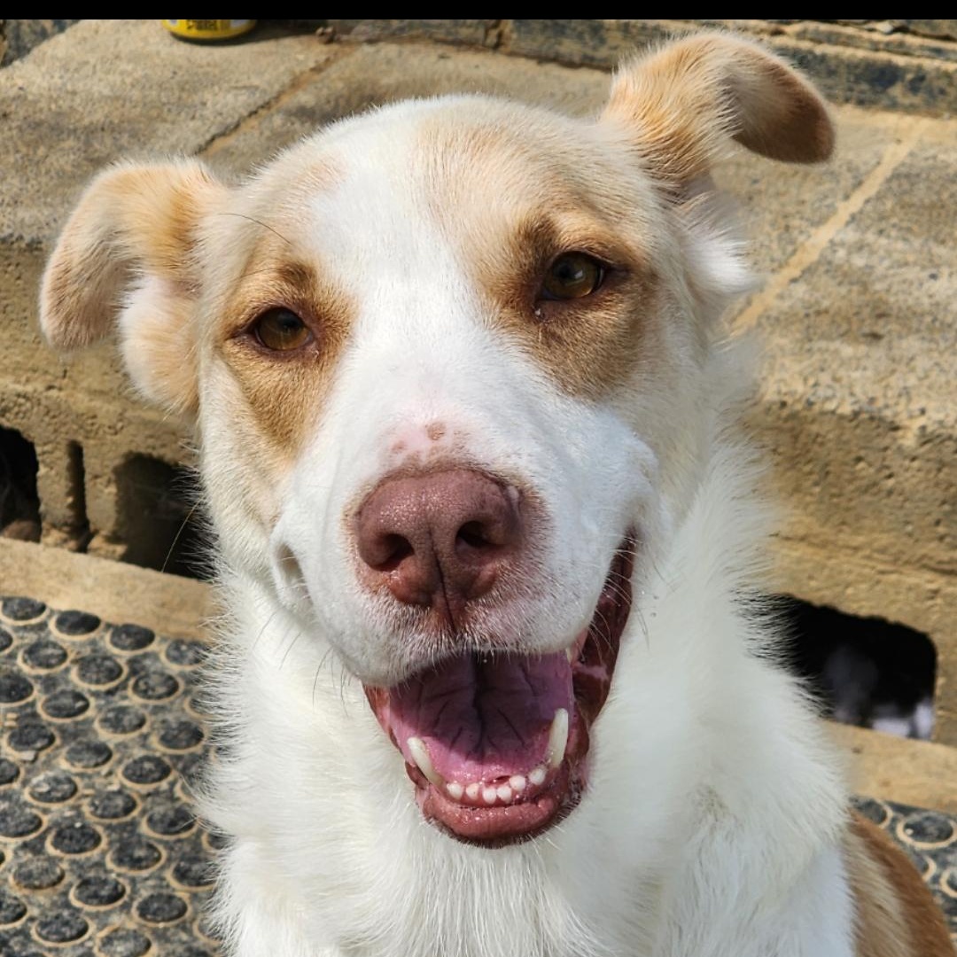 Enlarge Sarabi, a Adoptable mixed breed in Chuckey, TN image 1/3