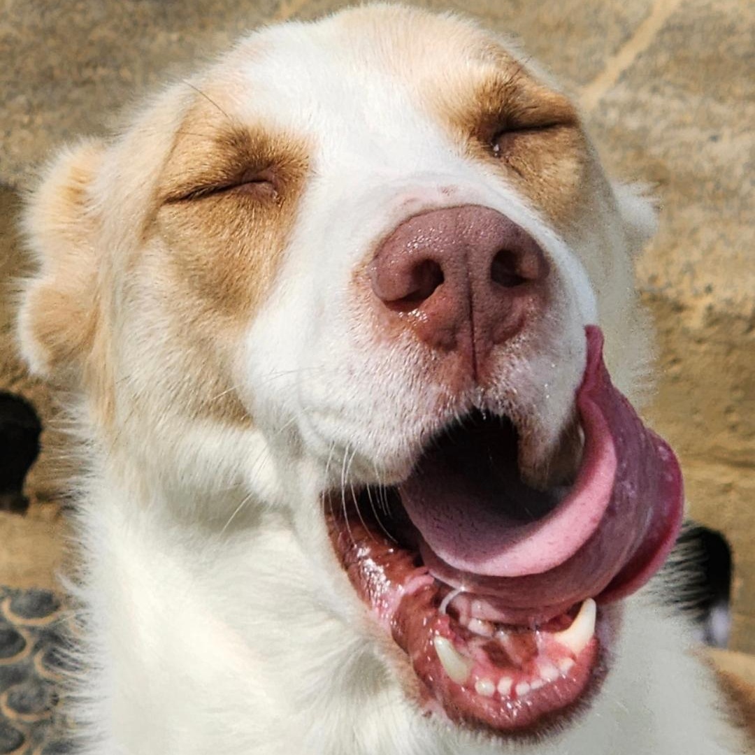 Enlarge Sarabi, a Adoptable mixed breed in Chuckey, TN image 2/3