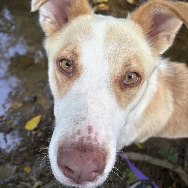 Enlarge Sarabi, a Adoptable mixed breed in Chuckey, TN image 3/3