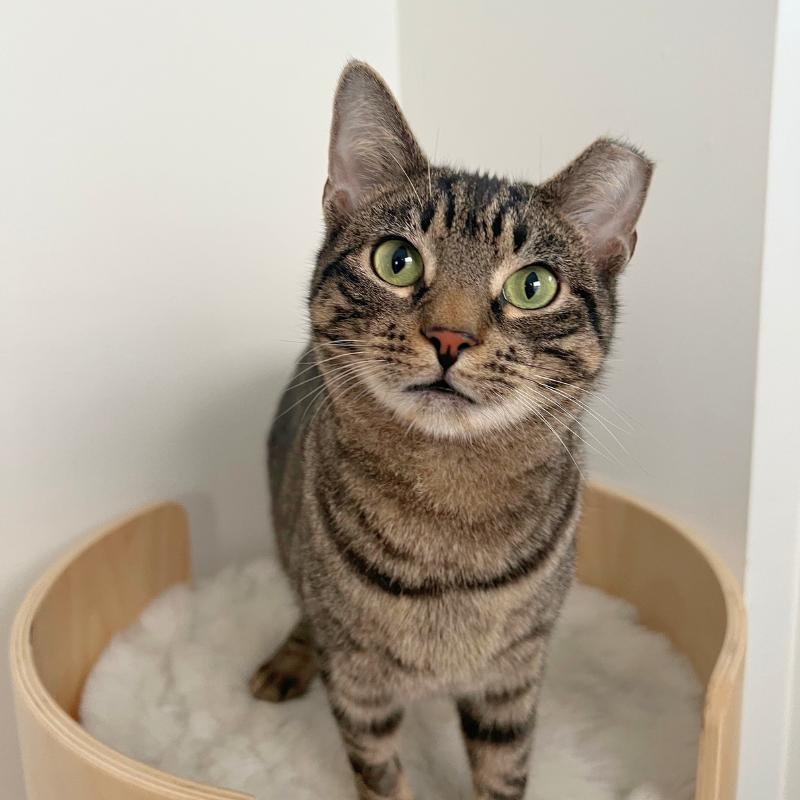 Bubbles, a ADOPTABLE Domestic Short Hair in Port Chester, NY image 1/3