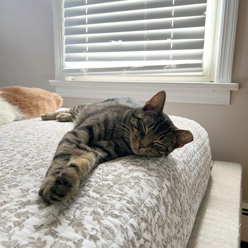 Bubbles, a ADOPTABLE Domestic Short Hair in Bronx, NY image 3/5