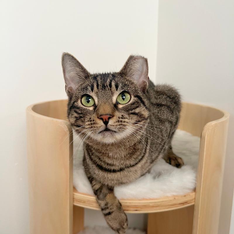 Bubbles, a ADOPTABLE Domestic Short Hair in Port Chester, NY image 3/3