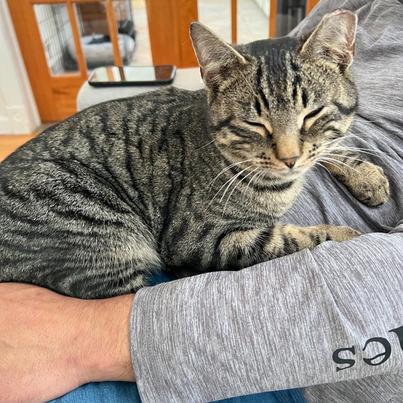 Enlarge Bubbles, a ADOPTABLE Domestic Short Hair in Port Chester, NY image 3/3