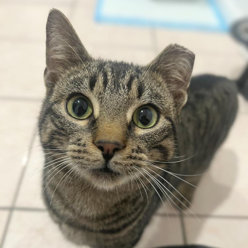 Enlarge Bubbles, a ADOPTABLE Domestic Short Hair in Port Chester, NY image 1/1