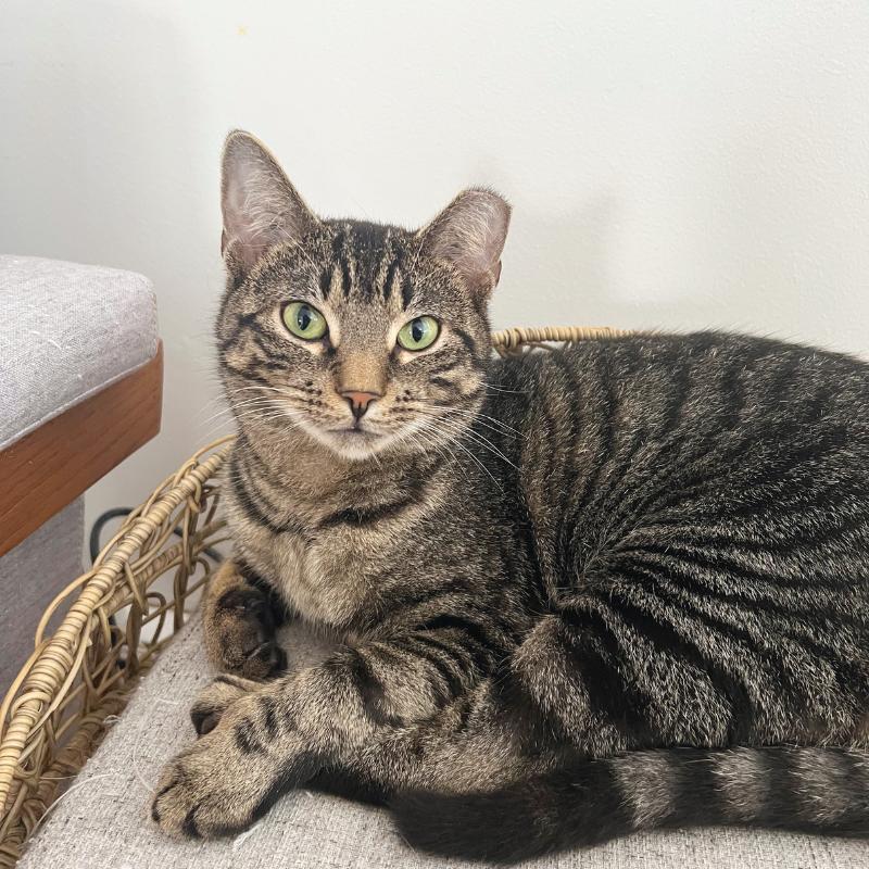 Bubbles, a ADOPTABLE Domestic Short Hair in Bronx, NY image 2/5