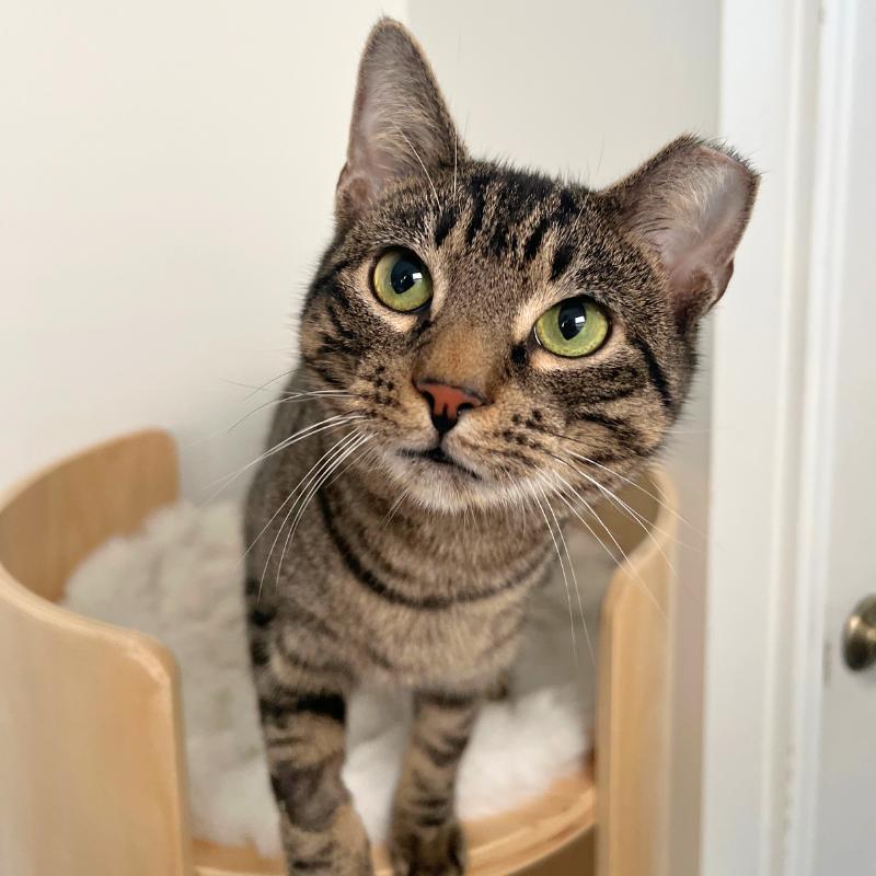 Bubbles, a ADOPTABLE Domestic Short Hair in Port Chester, NY image 2/3