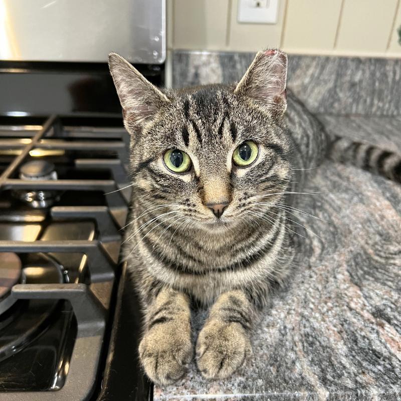 Enlarge Bubbles, a ADOPTABLE Domestic Short Hair in Port Chester, NY image 2/3