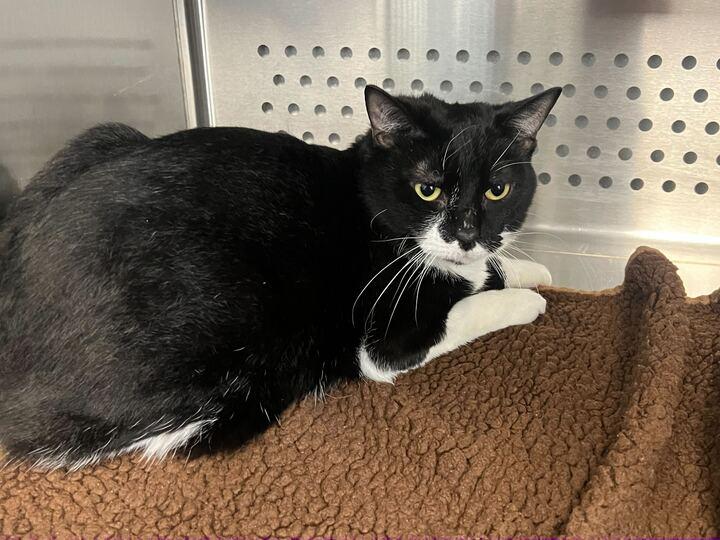 Enlarge Tux, a hold Domestic Short Hair in Jackson, MI image 5/6