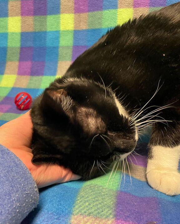 Enlarge Tux, a hold Domestic Short Hair in Jackson, MI image 2/6